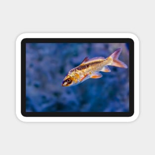 Golden iridescent aquarium fish Magnet