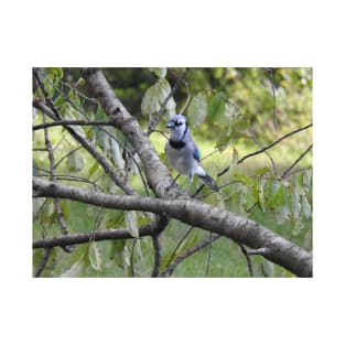 Blue jay, wildlife photography, wild birds T-Shirt