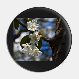 Springtime cherry blossoms Pin