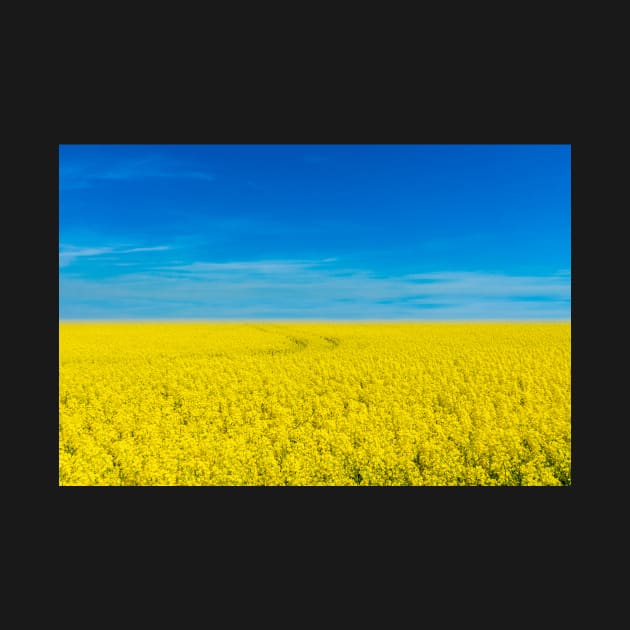 Ukraine national flag landscape - Landscape resembling Ukrainian Flag by mrsupicku