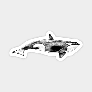 Orca Whale Magnet