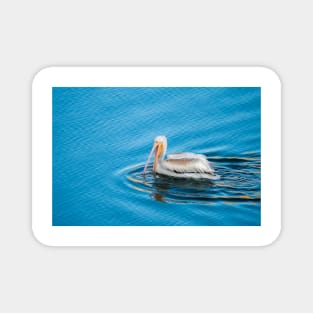 American White Pelican Fishing Alone by Debra Martz Magnet