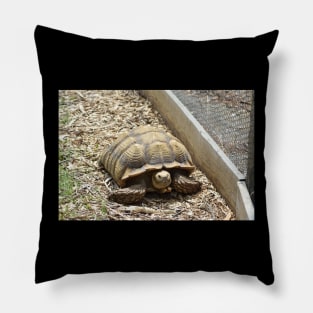 Sulcata Tortoise Pillow