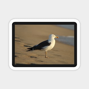 Dreamy Seagull Magnet