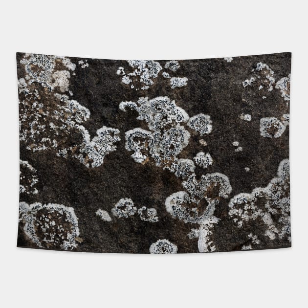 Seaside Fungi Growth On Rock Surface Tapestry by textural