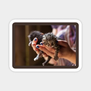 Newly born kittens on human hands Magnet