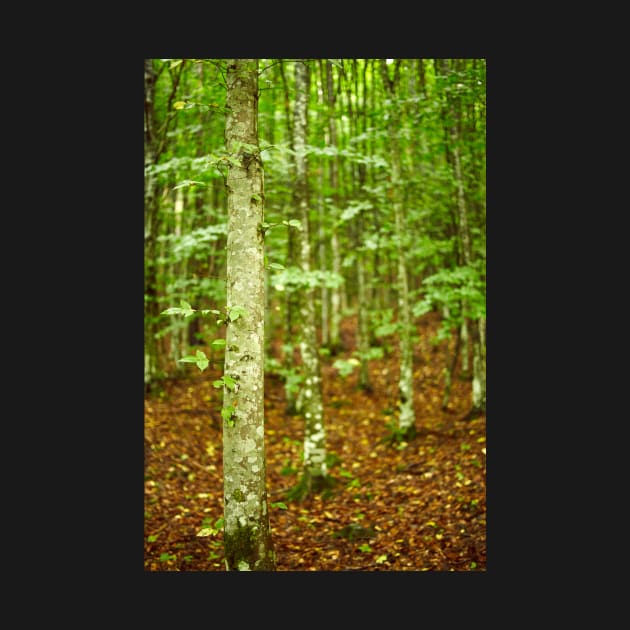 Hornbeam forest on summer by naturalis