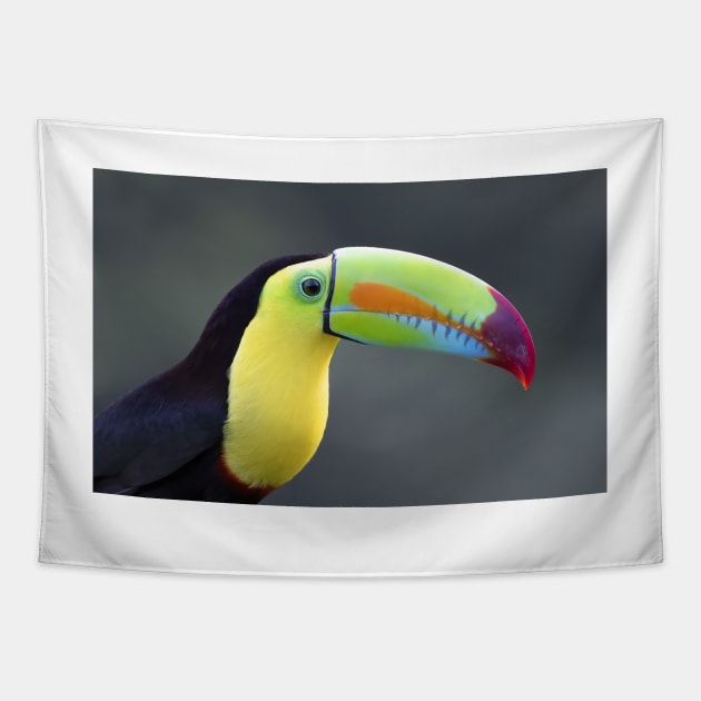 Keel-billed Toucan - Costa Rica Tapestry by Jim Cumming