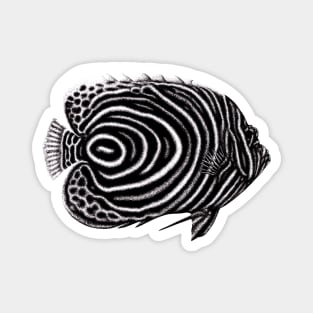 Emperor angelfish drawing Magnet