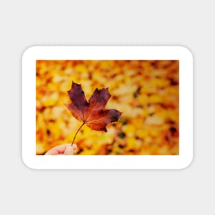 Hand holding brown maple leaf Magnet