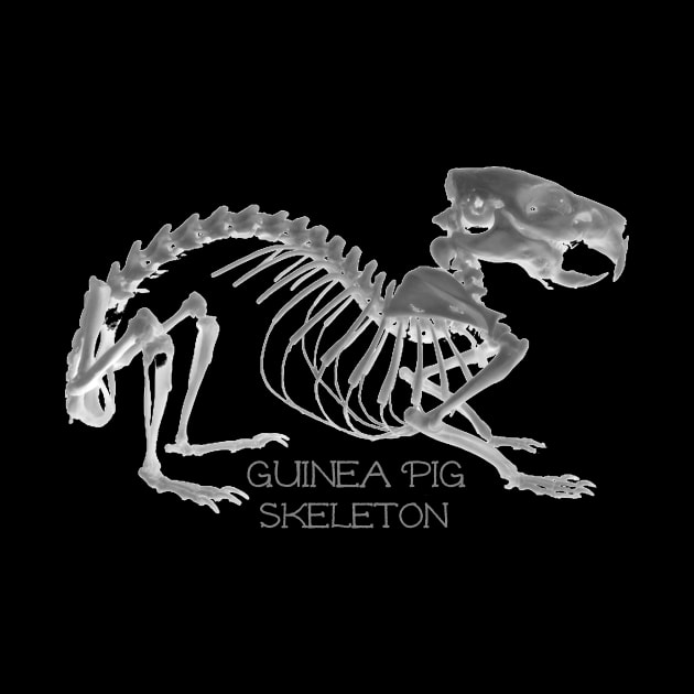 Guinea Pig Skeleton by ARTWORKandBEYOND