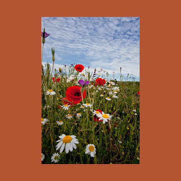 English Wild Flowers by Violaman