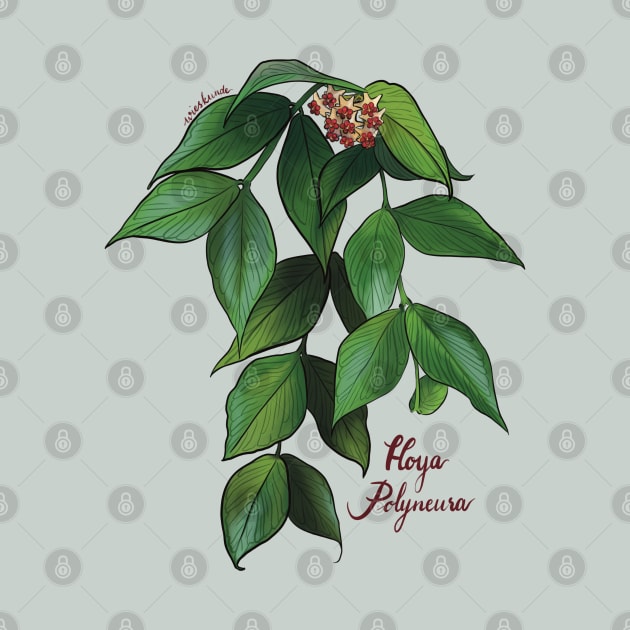 Hoya polyneura in bloom by Wieskunde