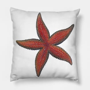 Common Sea Star Lg Pillow