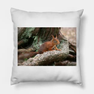 Red Squirrel, May 2019 Pillow