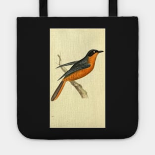 Zoological Illustrations by William Swainson, Turdus vociferans. Calling Thrush. Tote