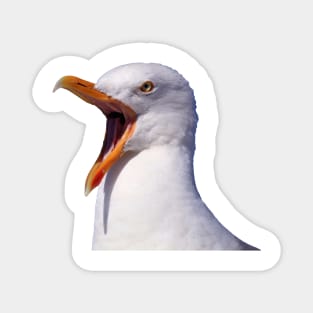 Screaming Seagull Magnet