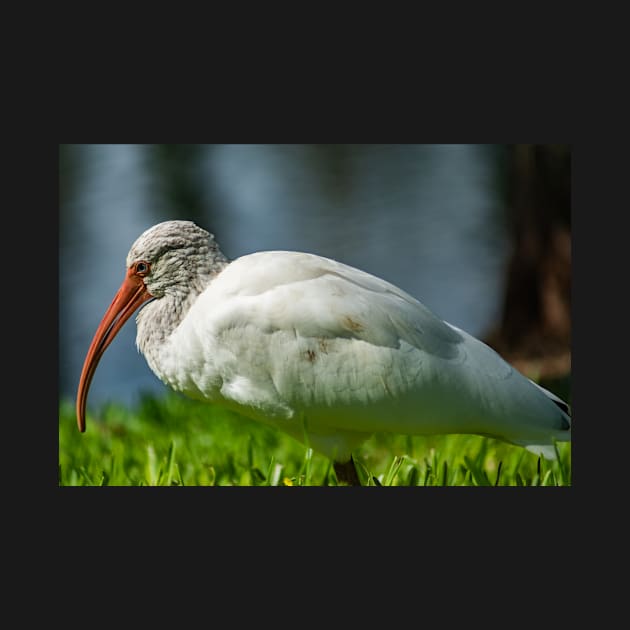 American white ibis  of Florida 2 by KensLensDesigns