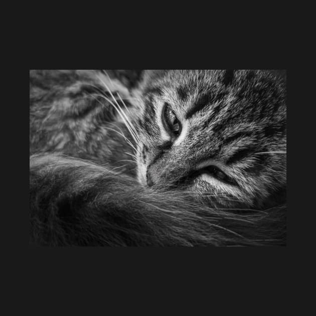 moody kitten b&w by psychoshadow