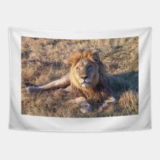 Lion laying down in the morning sun Tapestry