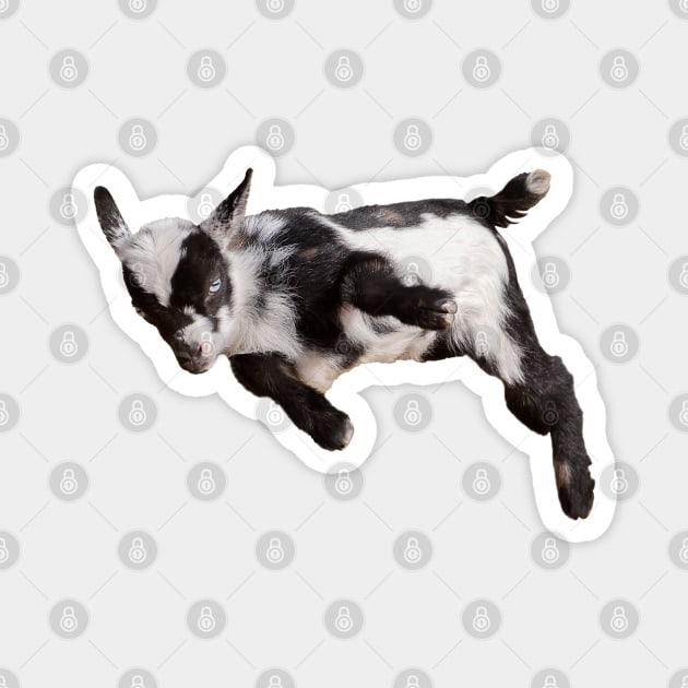 Bouncing Baby Goat Magnet by Ory Photography Designs