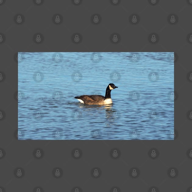 Canada Goose Swimming In The Water by BackyardBirder