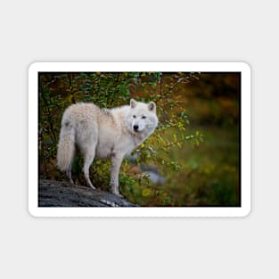 Arctic Wolf Magnet