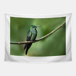 Green-Crowned Brilliant Hummingbird - Costa Rica Tapestry