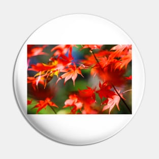 Maple tree red autumn leafs Pin