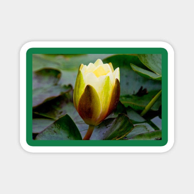 English Wild Flowers - Water Lily Magnet by Violaman