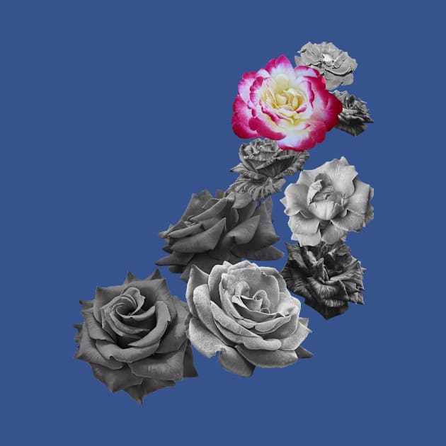 Black and White and a Pink White Yellow Rose by Flowers on t-shirts