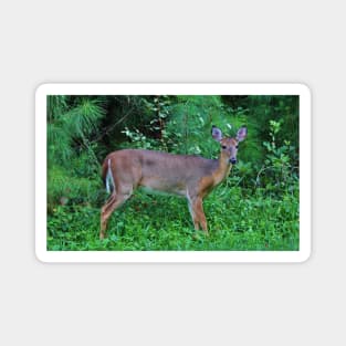 Deer By The Road Magnet