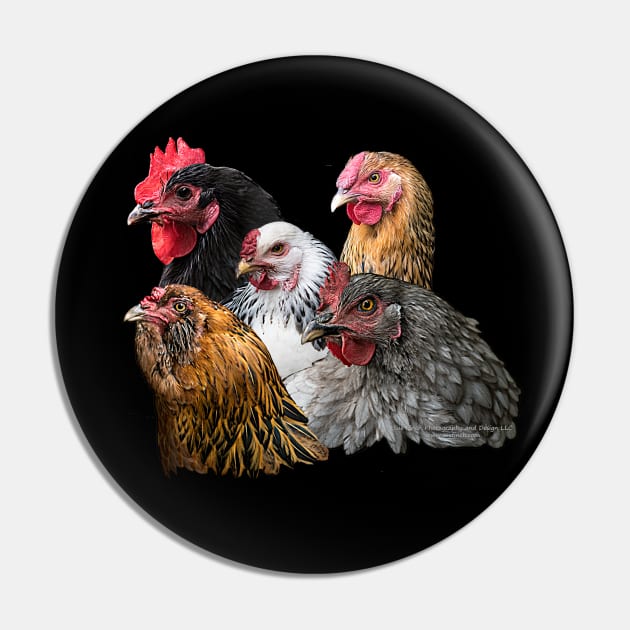 Chickens Pin by Sue Finch Photography and Design LLC