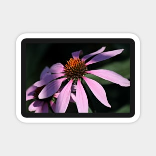 Purple Coneflowers Magnet