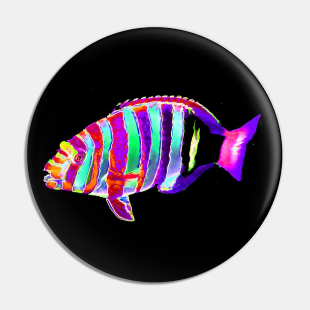 Harlequin Tusk Wrasse Fish Pin by CarloVaro