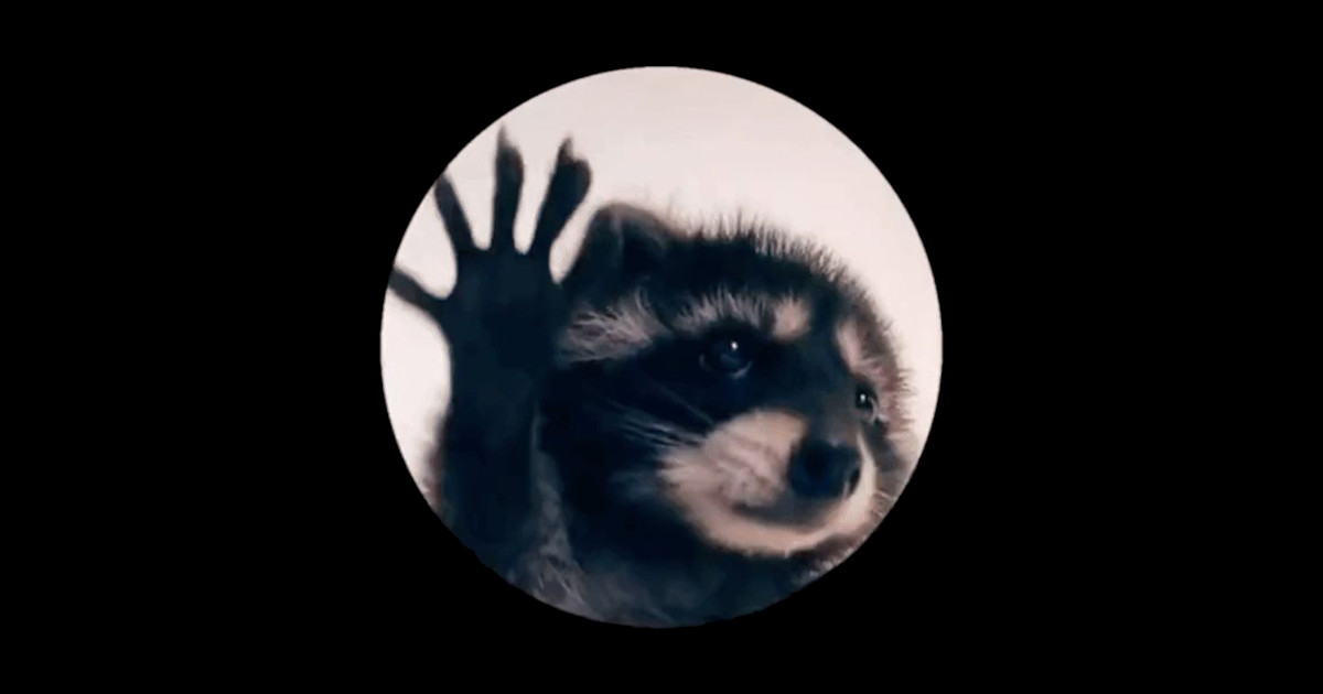 Pedro Dancing Racoon - Pedro Dancing Raccoon - Sticker | TeePublic