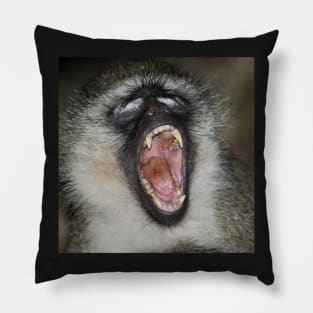 Yawn! Black-faced Vervet Monkey, Kenya. Pillow