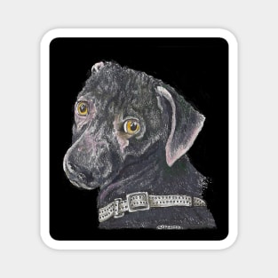 North, the fashion model dog Magnet