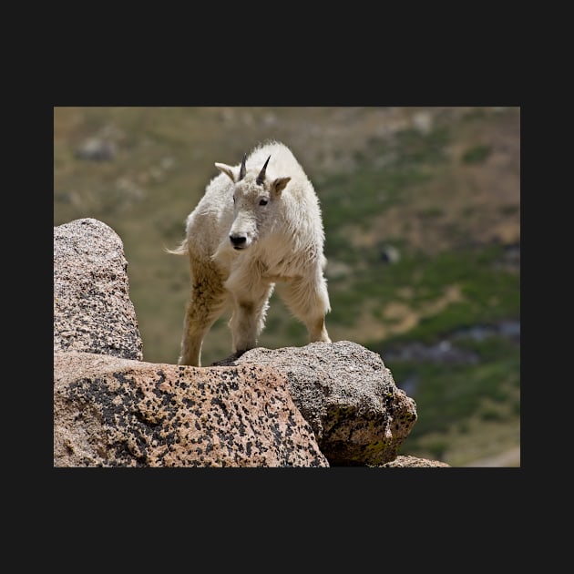 Mountain Goat by algill