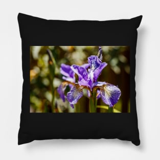 Blue Siberian Iris Pillow