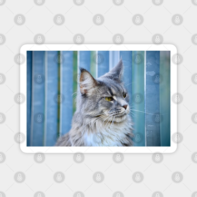 Maine Coon Blue / Swiss Artwork Photography Magnet by RaphaelWolf