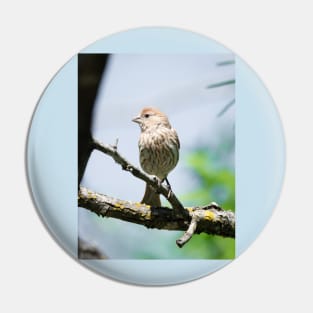 House Finch Profile Pin