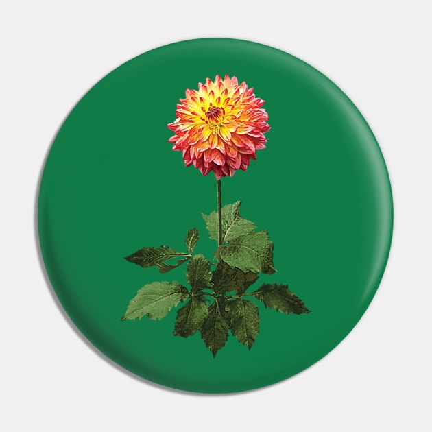 Dahlia Normandy Zachery Pin by SusanSavad