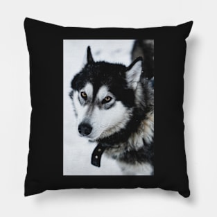 Malamute Dog On a Snow Field Pillow