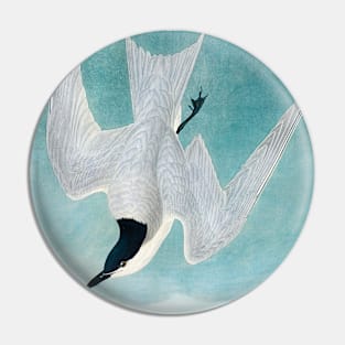 Marsh Tern from Birds of America (1827) Pin