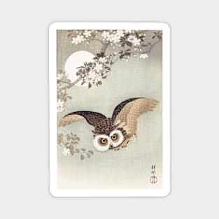 Scops Owl in flight, with cherry blossoms Magnet