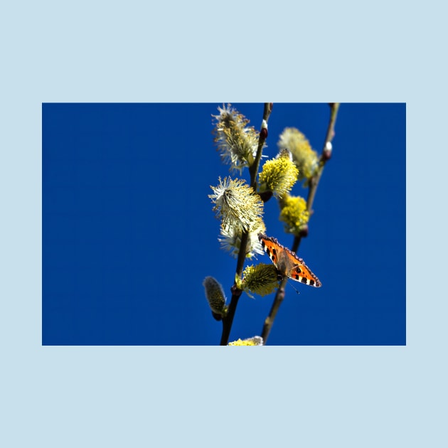 Blue Sky and a Butterfly by Violaman