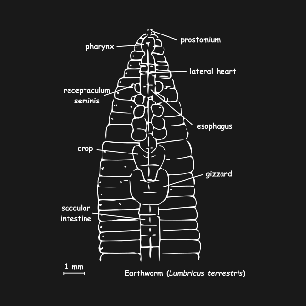 Earthworm (Lumbricus terrestris) anatomy, white by RosArt100