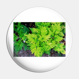 Red and Yellow Coleus Plant Leaves Pin