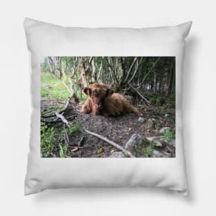 Scottish Highland Cattle Calf 1499 Pillow